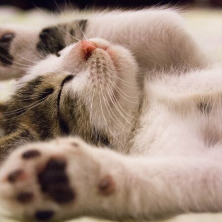 Ouverture du site de l’Association Aux Chats Nodoco !