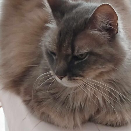 Duchesse