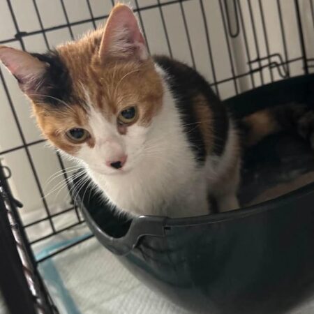 URGENT Chat trouvé