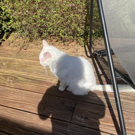 Chat recherche ses propriétaires