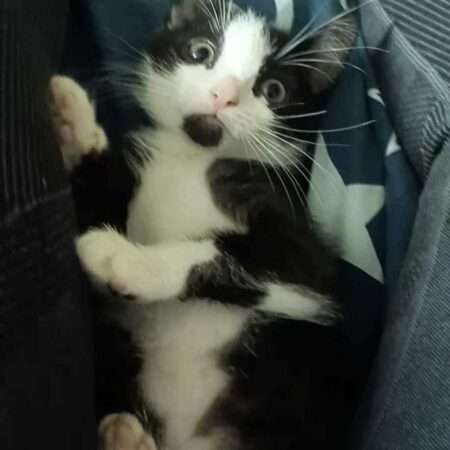 ARTEMIS