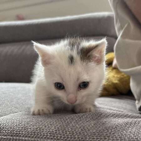ALI