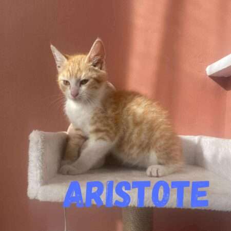 ARISTOTE
