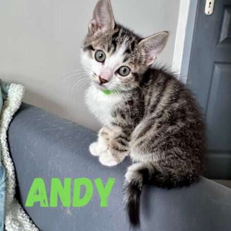 ANDY