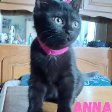 ANNA