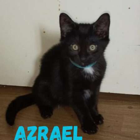 AZRAEL