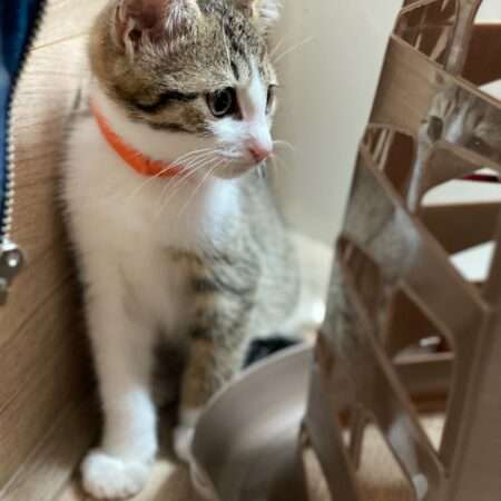 ARLO
