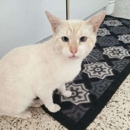 Chat recherche ses propriétaires