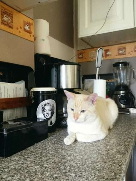 Chat DOurges 