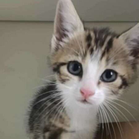 AUGUSTINE (Adoption en cours)