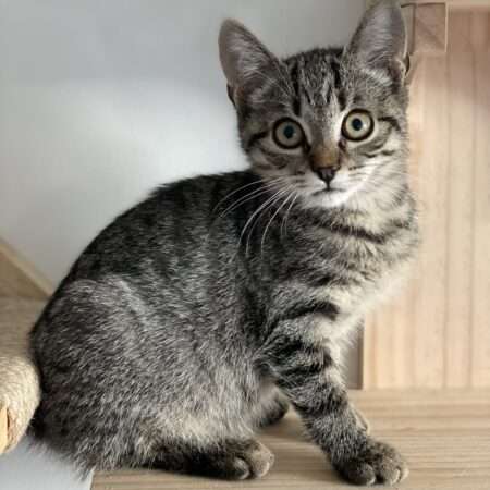 AZALÉE (adoption en cours)