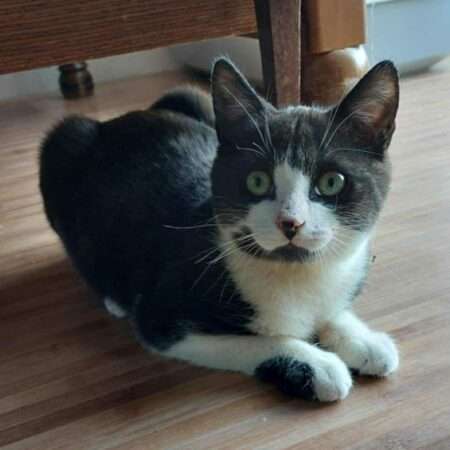 ARÈS (adoption en cours)