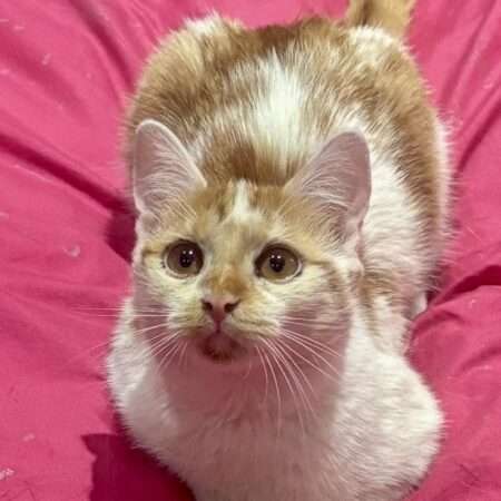 Adoption chaton blanc et roux : ALMA, douce et attachante