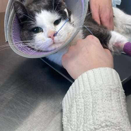 Balthazar – Chat abandonné en soins vétérinaires | Appel aux dons