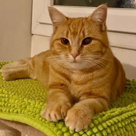 Athéna, jeune chatte à l’adoption