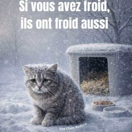 Aidez les chats errants à passer l’hiver – Guide pratique et solidaire