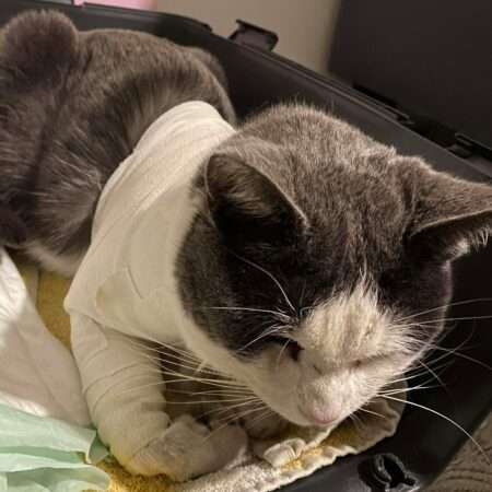 Chat blessé par balle à Dourges : Balthazar, victime de cruauté animale