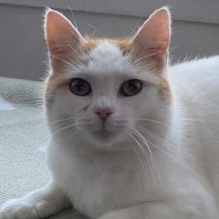 Adèle, jeune chatte à l’adoption