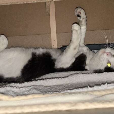 Balthazar – Sauvetage d’un chat blessé