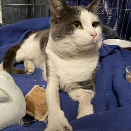 Des nouvelles de Balthazar : une amélioration encourageante, mais un combat encore long