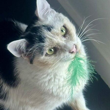 ARY, chaton noir et blanc à adopter