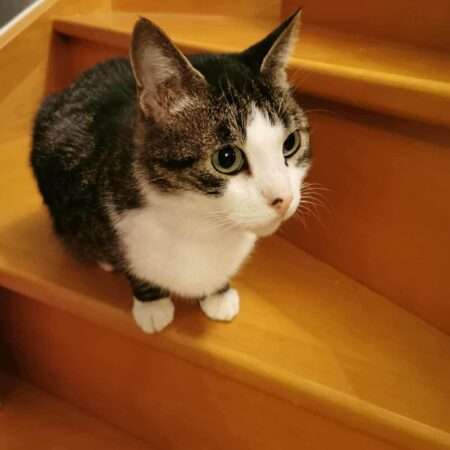 REBEL ( en cours d’adoption)