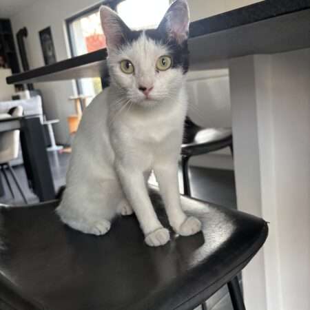 Belline chatte de 9 mois