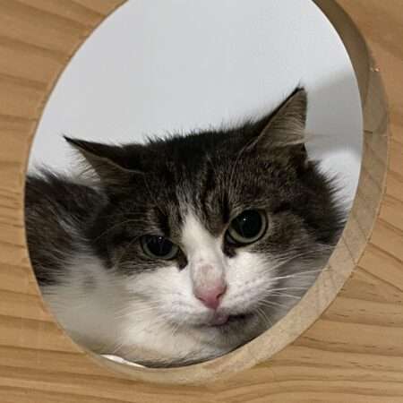 Bridget adoption SOS