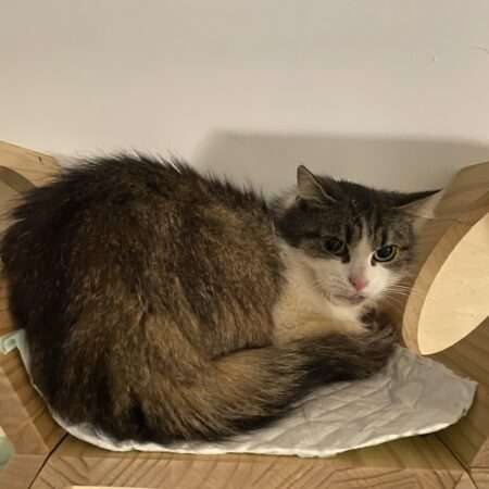 Appel aux dons chat soins vétérinaires