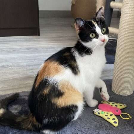 Brindille chatte 9 mois