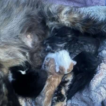 Chatte gestante sauvée en urgence