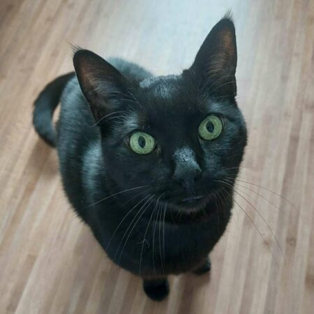 Billy Chat senior adoption SOS