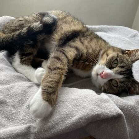 BONNIE chatte de 1 an