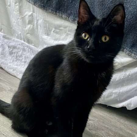 BAGHERRA chatte de 1 an