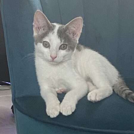BENJI