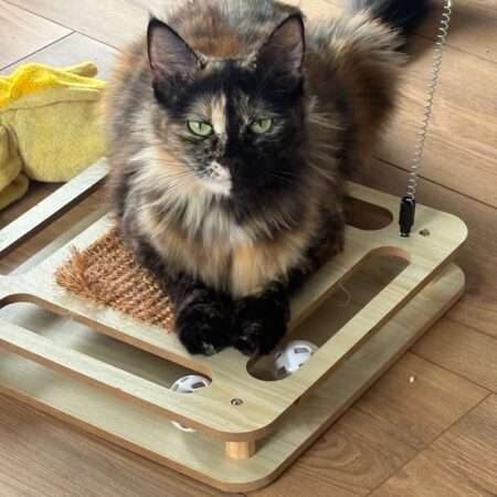 BAYA Adoption en Cours