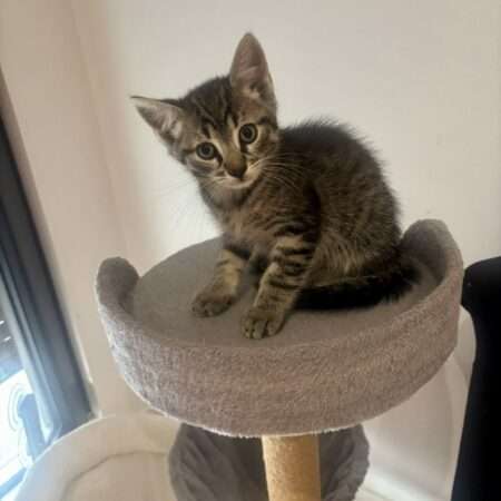 BISOUILLE Adoption en Cours