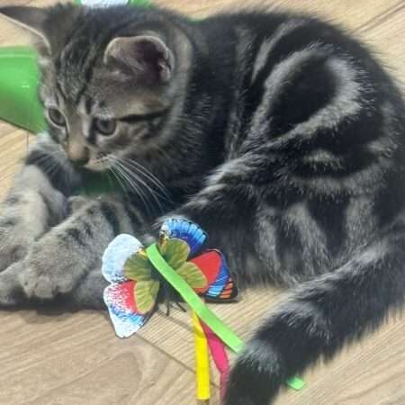 BAMBOU Adoption en Cours